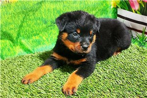 Tito - Rottweiler for sale