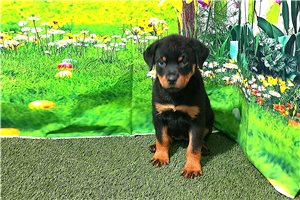 Pascal - puppy for sale