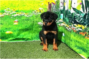 Estelle - puppy for sale