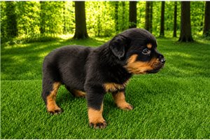 Tank - Rottweiler for sale