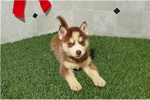 Othello - Siberian Husky for sale