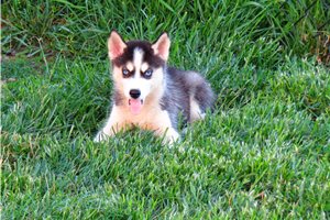 Kendall - Siberian Husky for sale