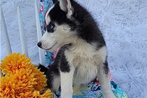 Talia - Siberian Husky for sale