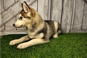 Layla - Siberian Husky for sale