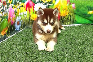 Delia - puppy for sale