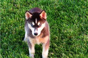Kendra - Siberian Husky for sale