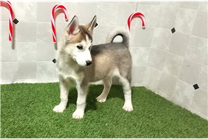 Lena - Siberian Husky for sale
