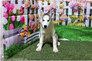 Demi - Siberian Husky for sale