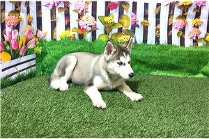 Sienna - Siberian Husky for sale