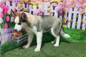 Deacon - Siberian Husky for sale
