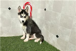 Lacey - Siberian Husky for sale