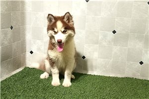 Kimono - Siberian Husky for sale