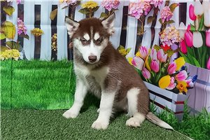 Delia - Siberian Husky for sale
