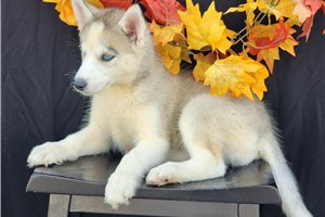Kehlani - Siberian Husky for sale