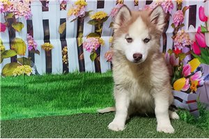 Davis - Siberian Husky for sale