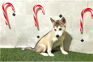 Luca - Siberian Husky for sale