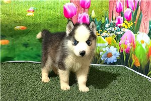 Deacon - Siberian Husky for sale