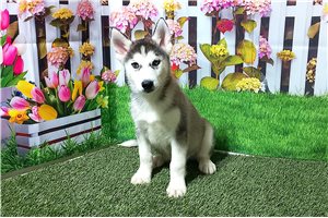 Rusty - Siberian Husky for sale