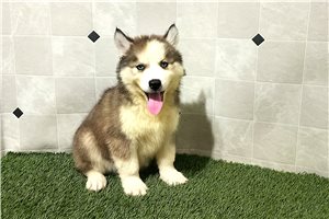 Owen - Siberian Husky for sale