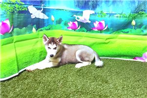 Layla - Siberian Husky for sale