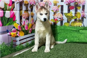 Denise - Siberian Husky for sale