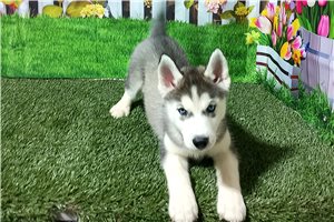 Sienna - Siberian Husky for sale
