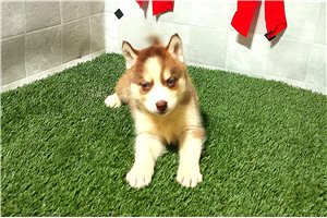 Odessa - Siberian Husky for sale