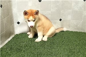 Olivia - Siberian Husky for sale