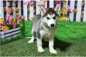 Layla - Siberian Husky for sale