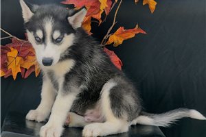 Kayden - Siberian Husky for sale