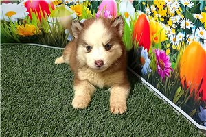 Davis - puppy for sale