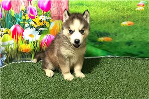 Denise - puppy for sale