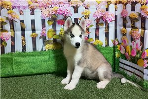 Deacon - Siberian Husky for sale