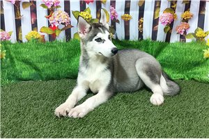 Rusty - Siberian Husky for sale