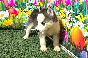 Demi - puppy for sale