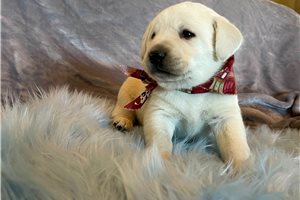 Pixel - Labrador Retriever for sale