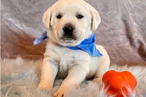 Pistol - Labrador Retriever for sale