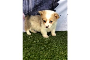 Charity - Corgi, Pembroke Welsh for sale