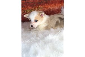 Chase - Corgi, Pembroke Welsh for sale
