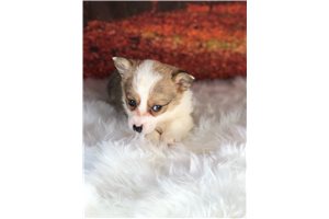 Christina - Corgi, Pembroke Welsh for sale