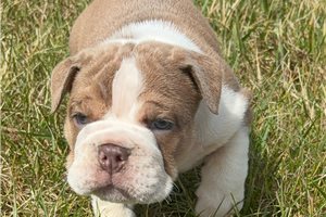 Raddix - Bulldog for sale
