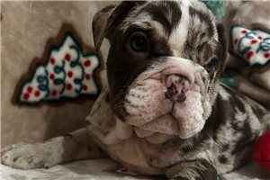 Fiona - puppy for sale