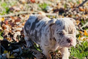 Francesca - puppy for sale