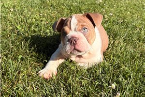Raddix - Bulldog for sale