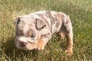 Rainier - Bulldog for sale