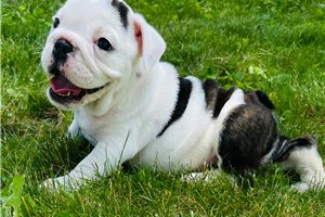 Emma - English Bulldog for sale
