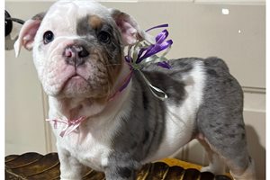 Amelia - English Bulldog for sale