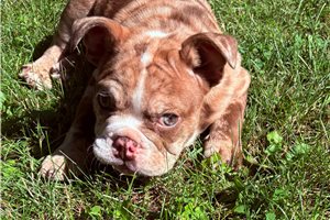 Haylee - puppy for sale