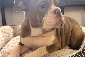 Alya - English Bulldog for sale