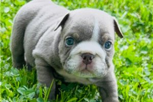 Amelia - puppy for sale